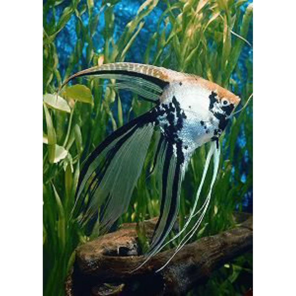 Ikan manfish three colour slayer