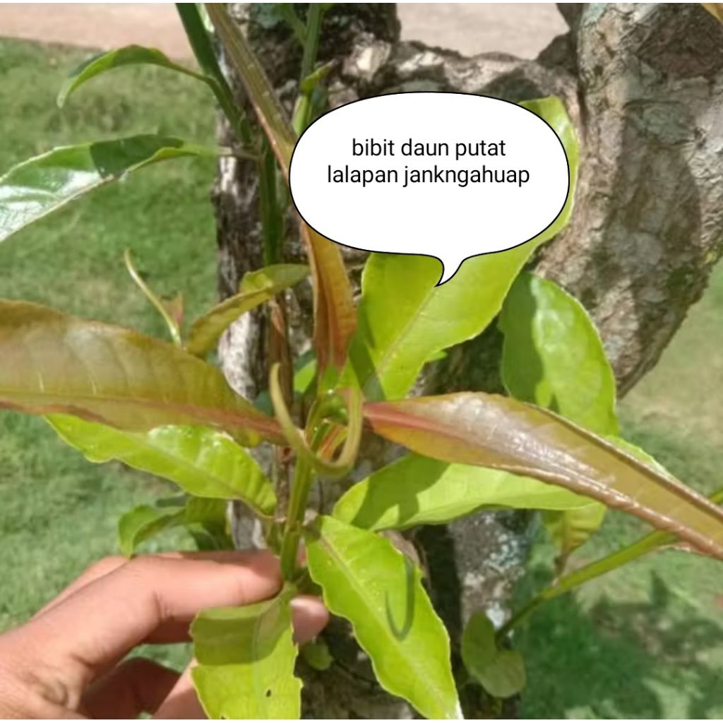 Bibit tanaman daun putat| daun putat| lalapan