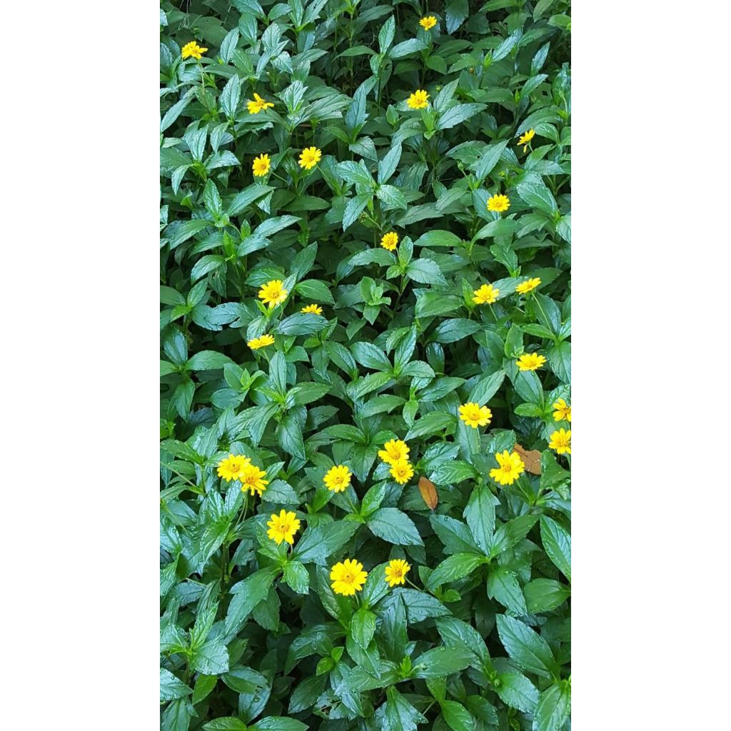 tanaman bunga wedelia rimbun