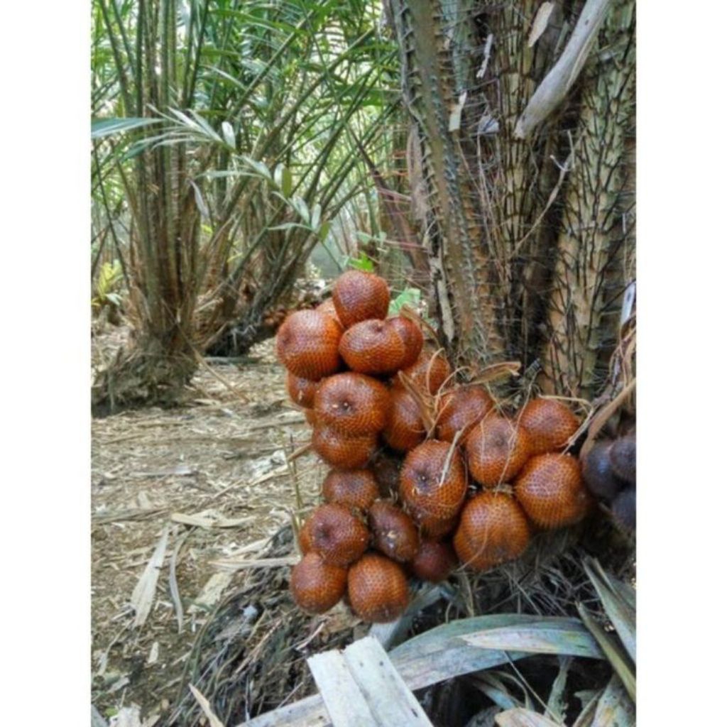 Salak Pondoh Banjarnegara