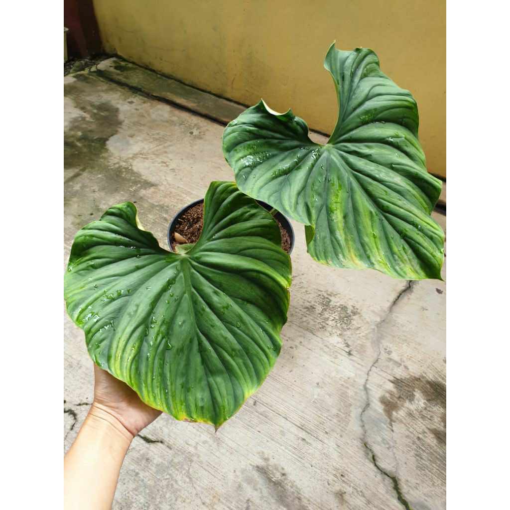 Tanaman Hias Philo Plowmanii