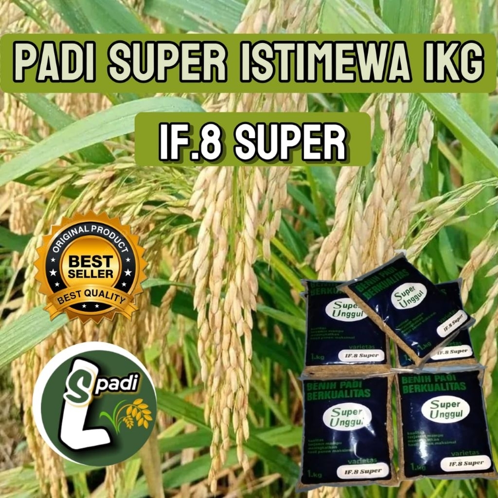 BENIH PADI IF.8 SUPER UNGGUL ORIGINAL KEMASAN 1KG