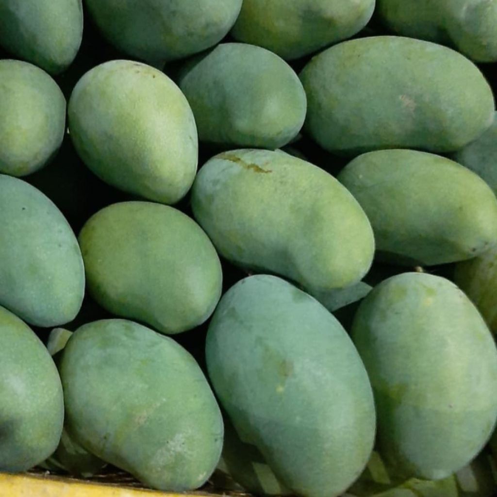 Mangga Gadung Segar 1 Kg — mangga harum manis Isi 2-3 Buah Mentah Tua Siap Matang, Rasa Manis Segar