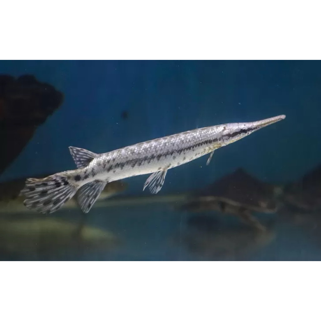 pajangan akuarium florida gar ukuran 9-10 cm