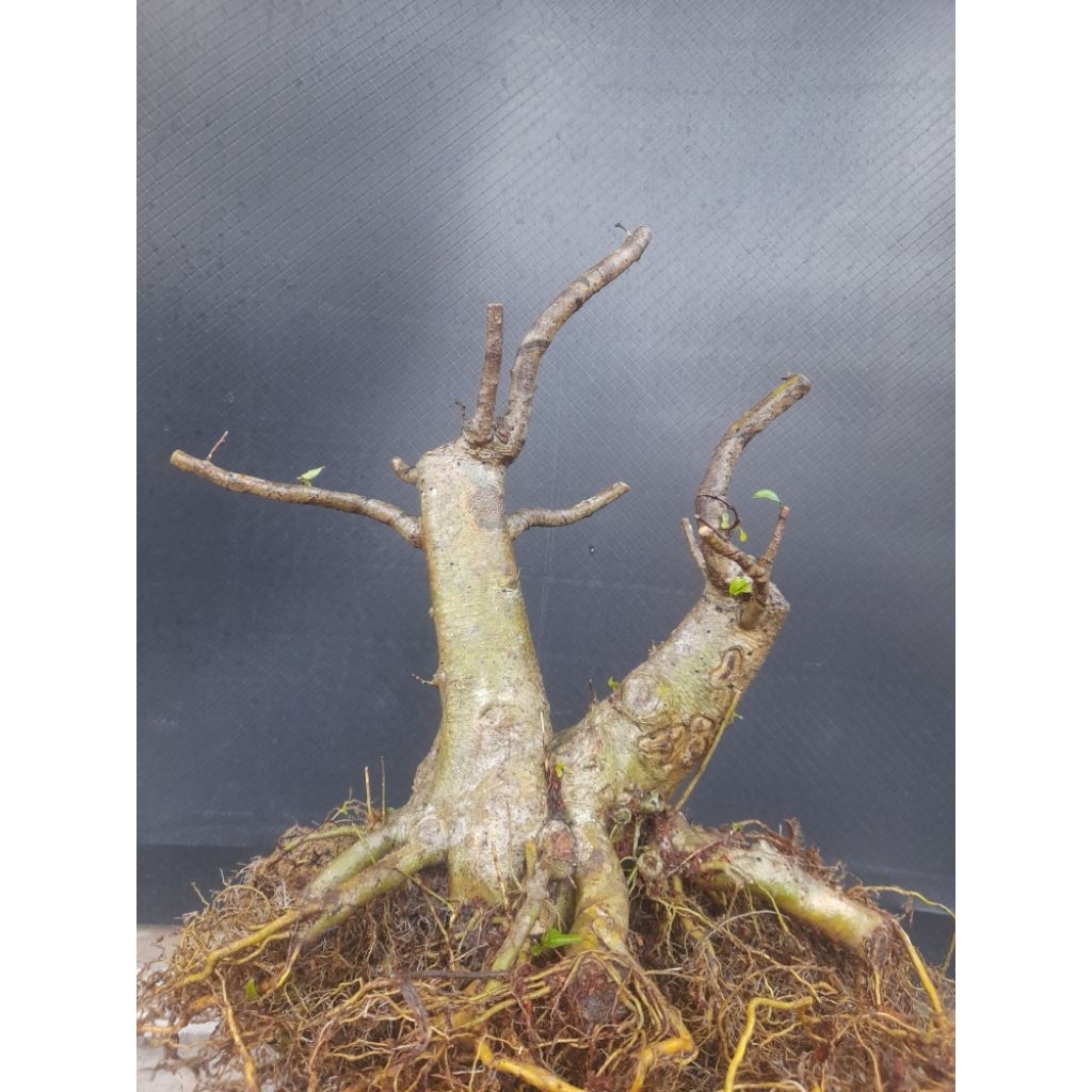 Bahan Bonsai Anting Putri Batang Putih Program Akar Gaya Twin Percabangan sudah ada Size Small Real 