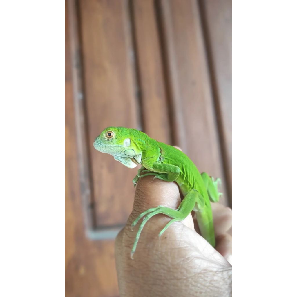 pelet pakan iguana green Colum het blue