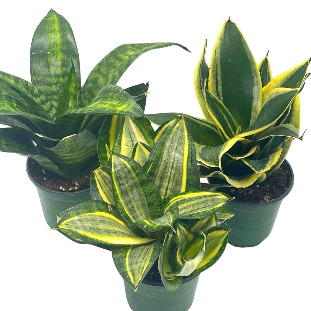 Paket 3 Tanaman Sansivera Mini - Sansivera Golden Hanni - Sansivera Pagoda - Sansivera Kodokan Hijau