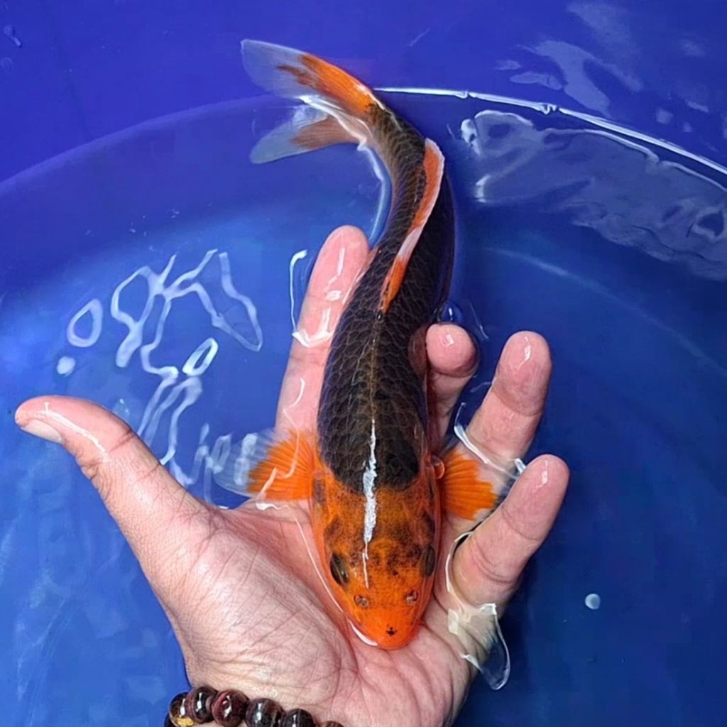 Ikan Koi Blitar Jenis Aka Matsuba / Rumah Koi Jakarta / kode 002