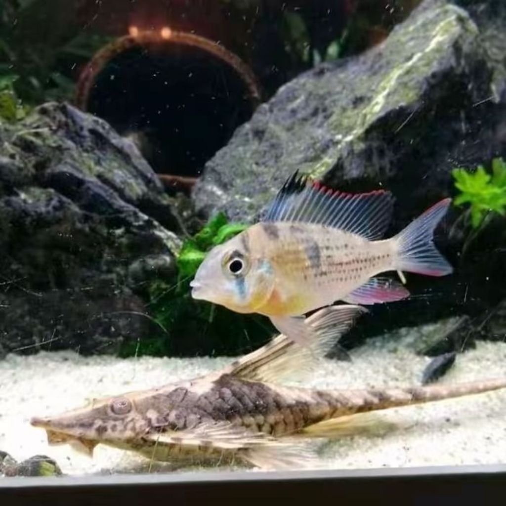 Bolivian Ramirezi - Ikan Hias Aquascape