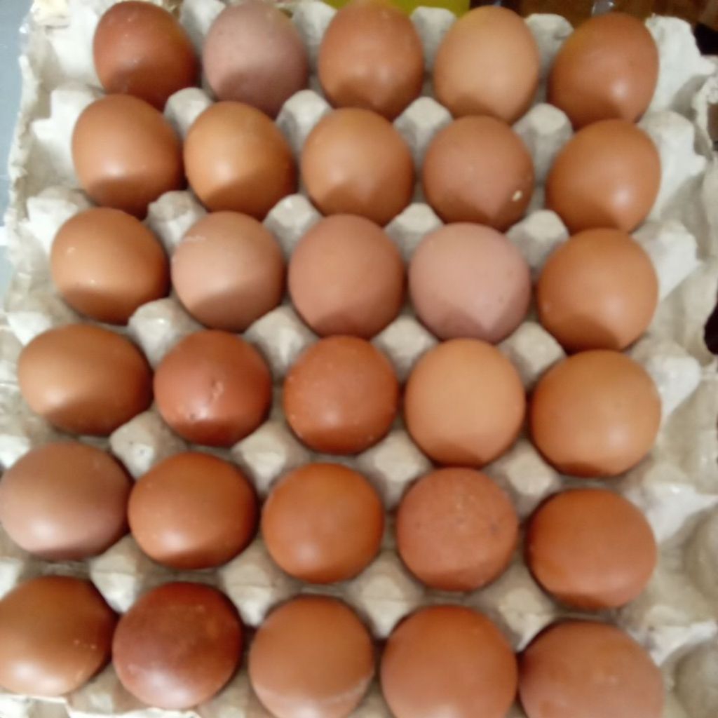 Telur Ayam 1 Krat isi 30 Pcs