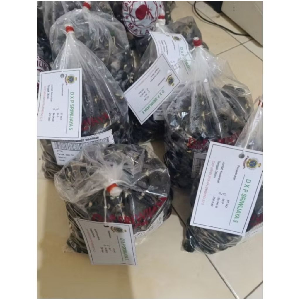 Benih Sawit Unggul DxP sriwijaya 5 Original