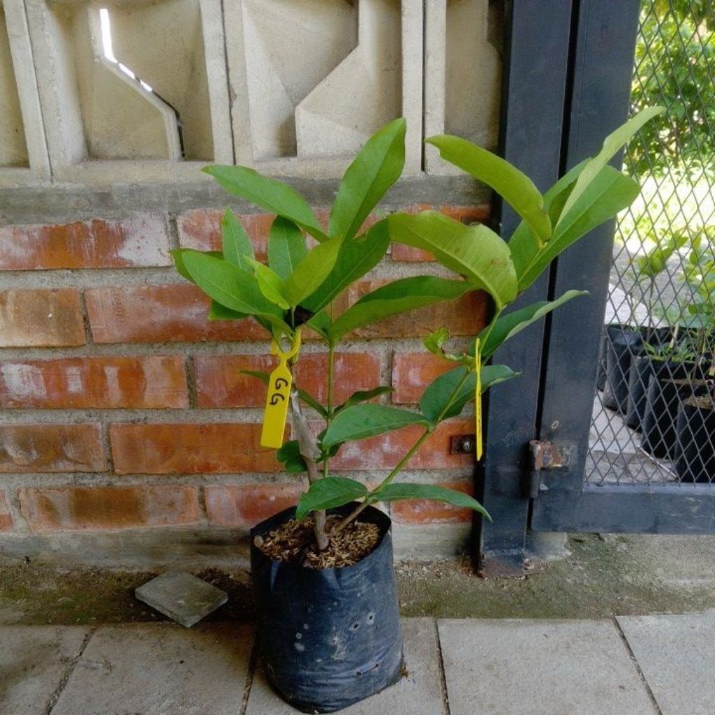 kombinasi GG+gajah lampung