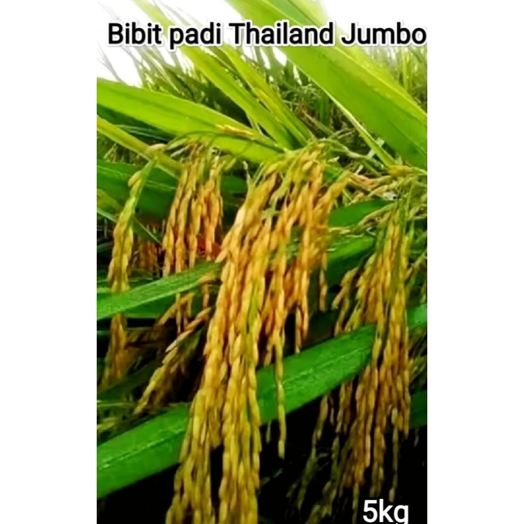 bibit padi unggul thailand jumbo 5kg