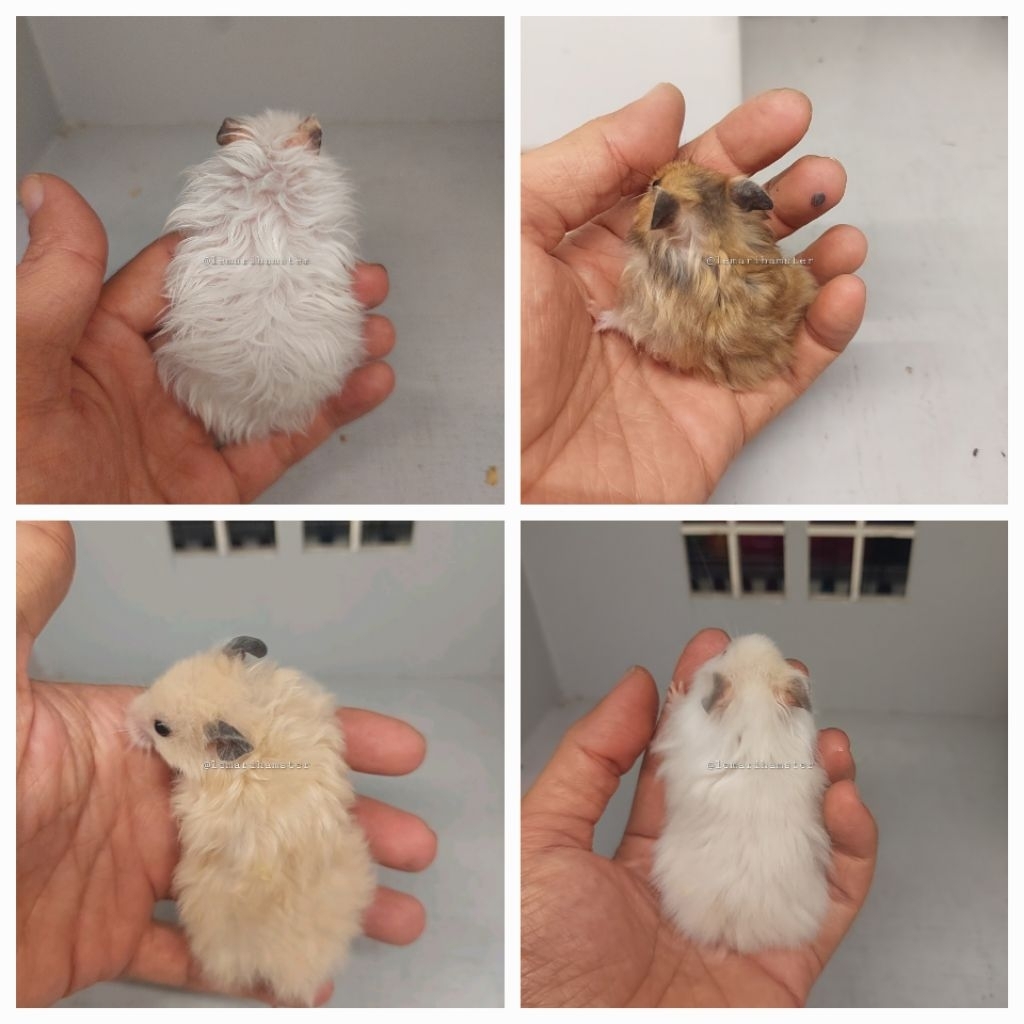 Hamster Syrian Long Hair
