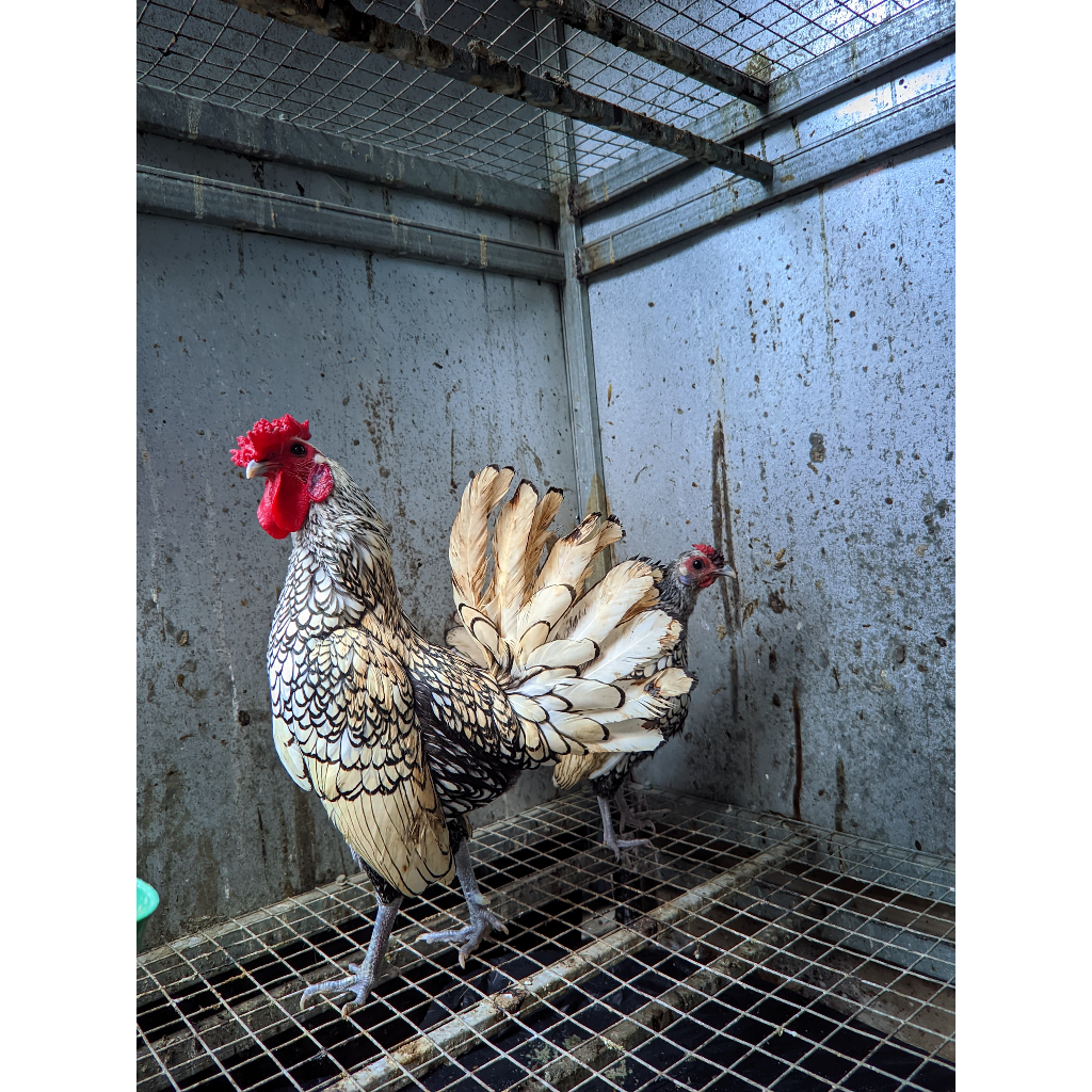 Ayam kate hias ayam batik italy sepasang jantan/betina