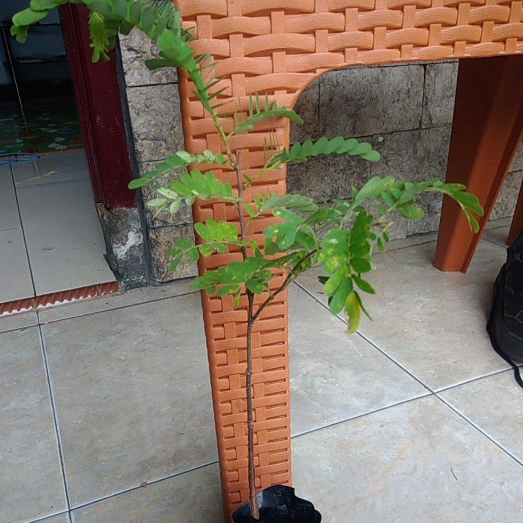 Bibit Asem Thailand | cocok buat Bahan Bonsai