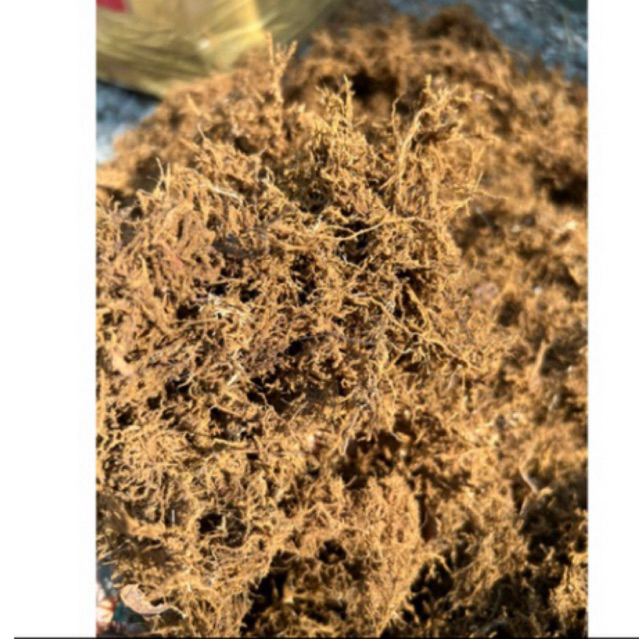 moss halus akar kadaka ekonomisan