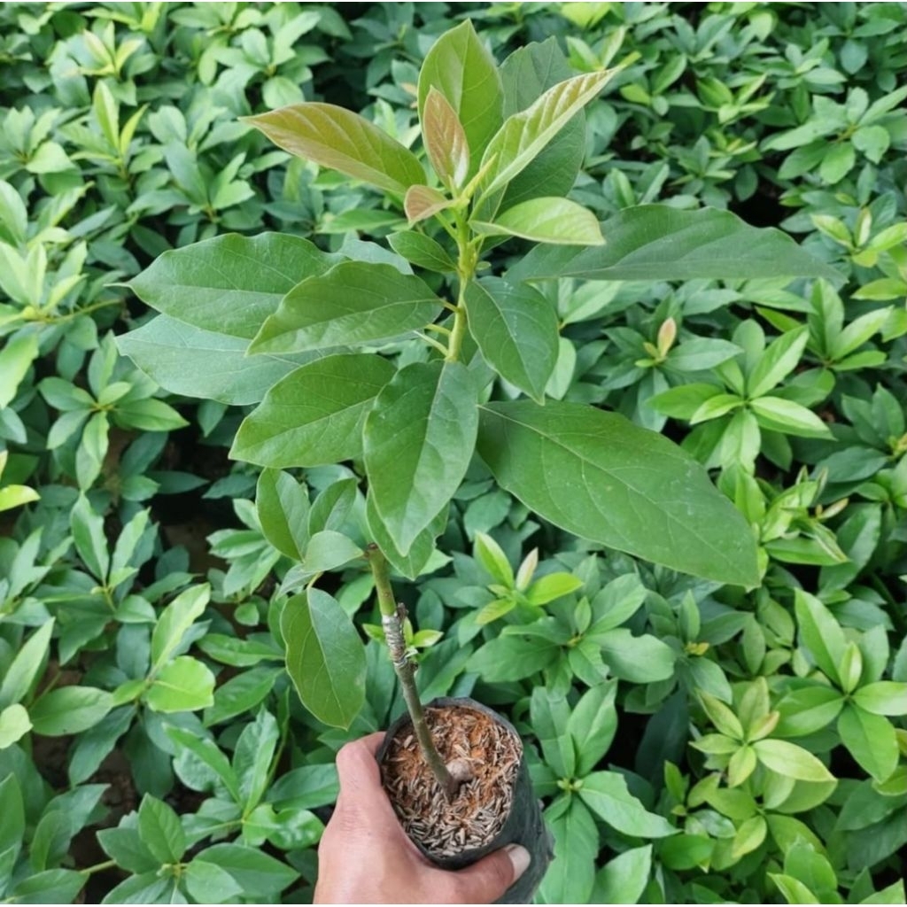 Bibit Alpukat Lilin Singkawang [BELI 4 Gratis 1]