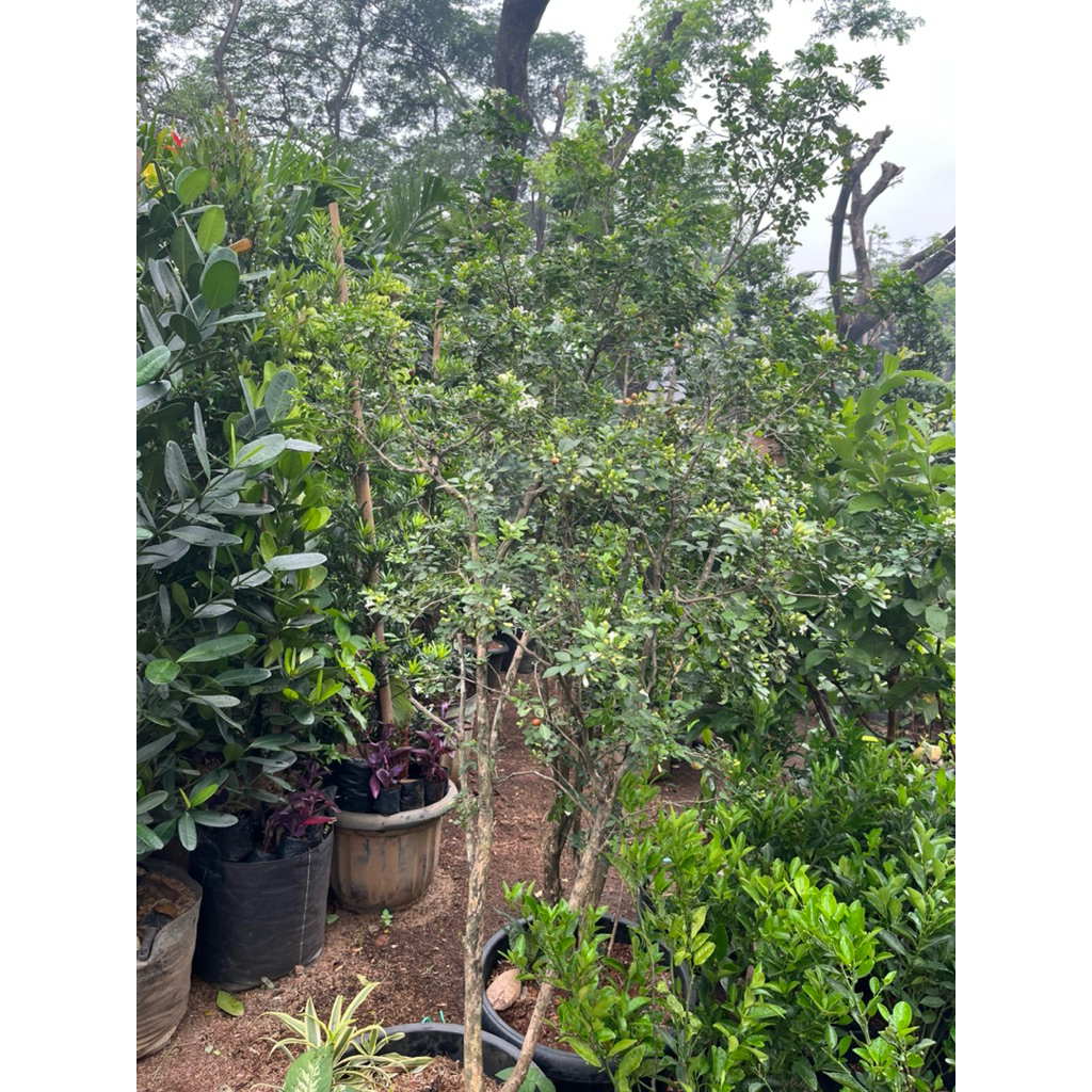 pohon bunga kemuning wangi // tanaman hias bunga kemuning ukuran besar