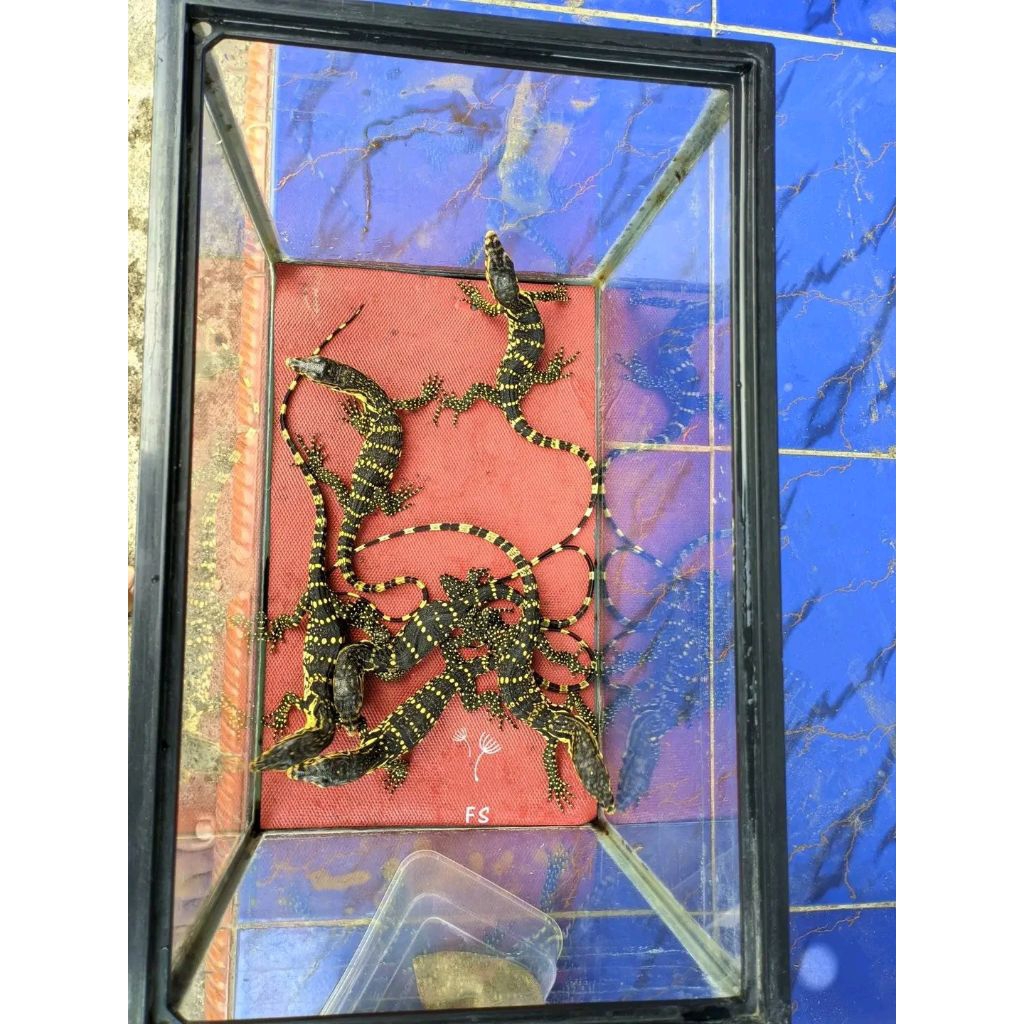 Mainan air untuk Anak Varanus Salvator