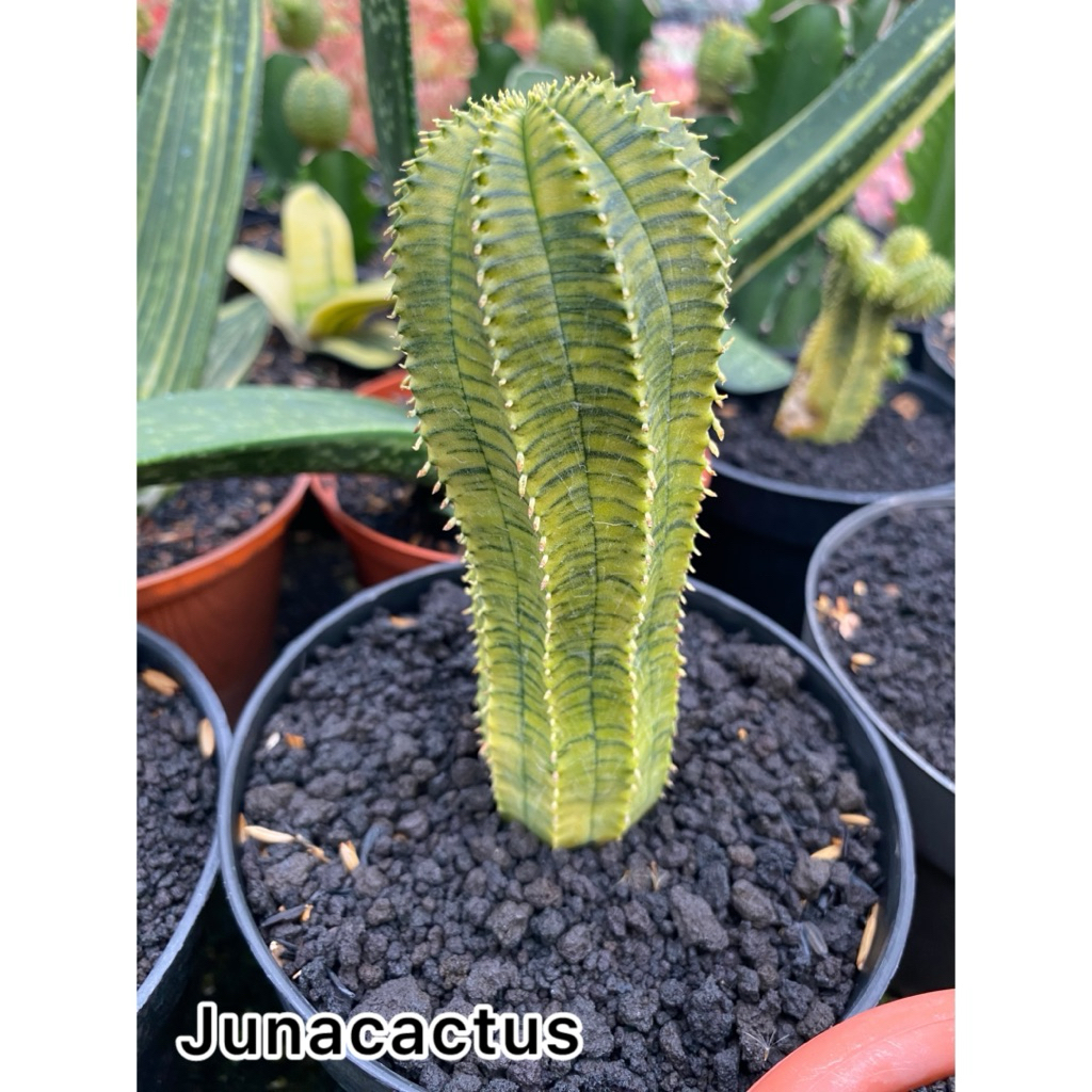 Euphorbia Infausta Variegata