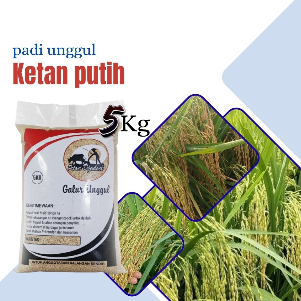 Benih padi unggul ketan putih 5kg