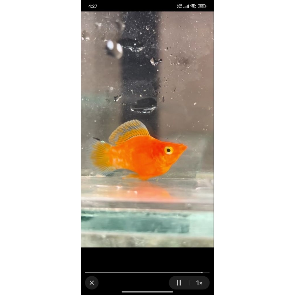 Paket 5 ekor Ikan Molly balon Orange Sunkist sehat dan siap untuk jadi Indukan