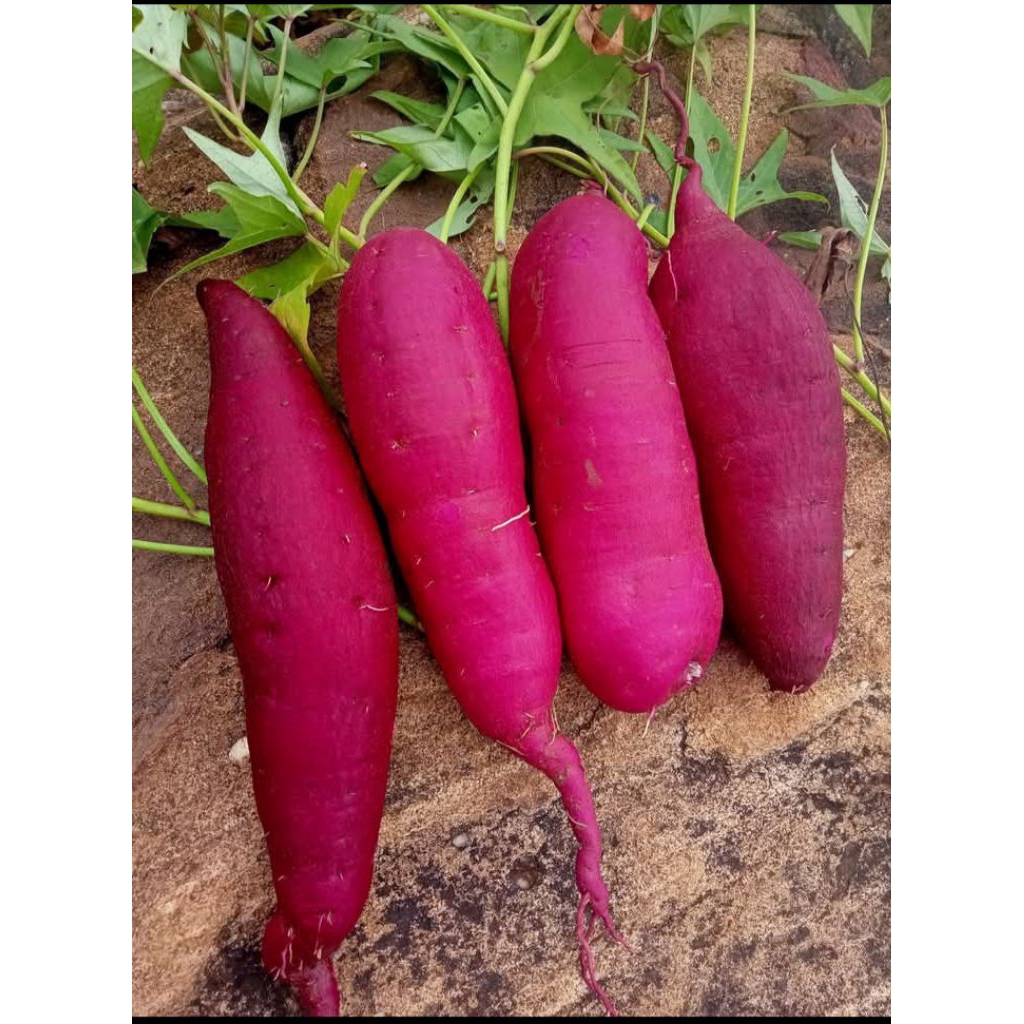1 KG - UBI UNGU MURASAKI FRESH