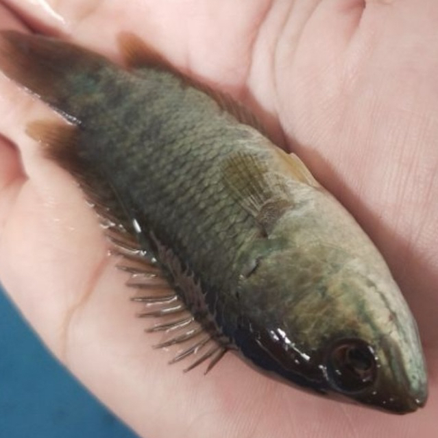 Bibit  betok 2-3 jari sehat berkwalitas