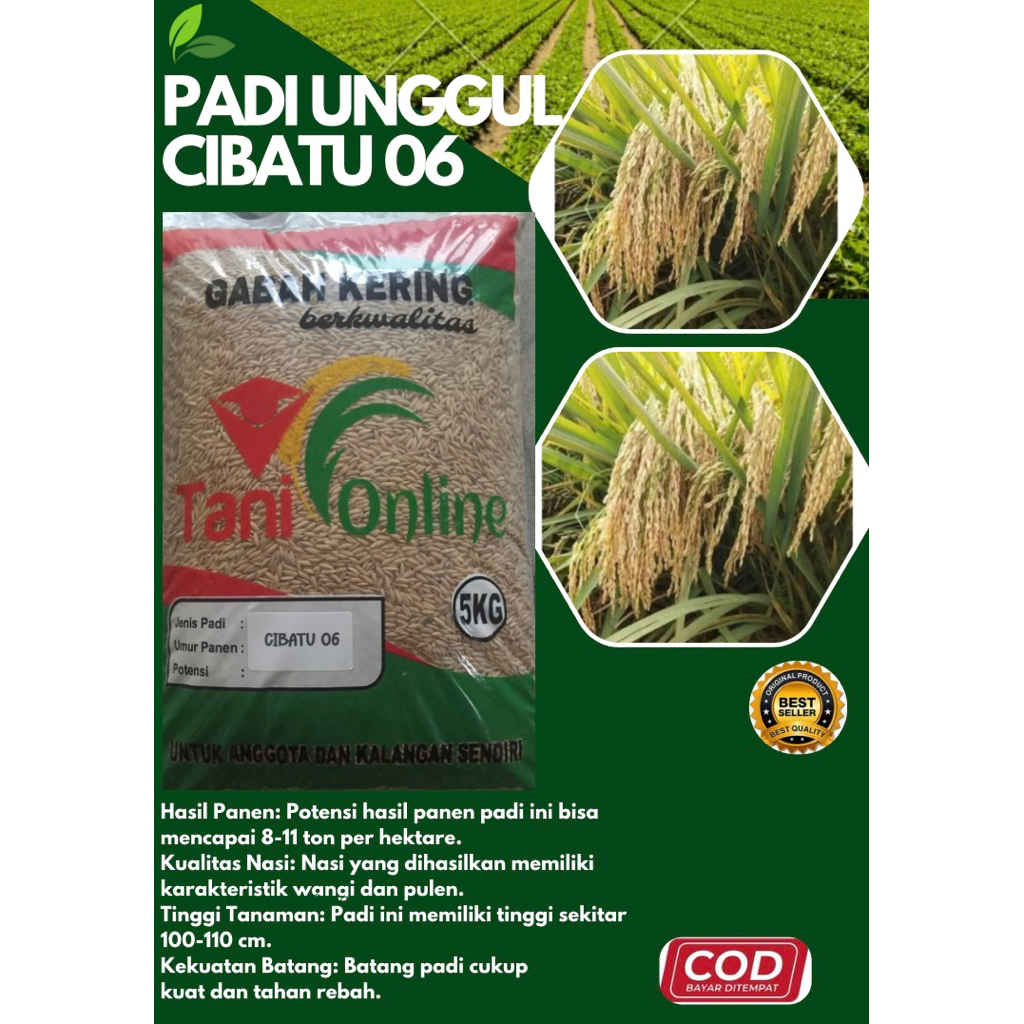 PADI UNGGUL CIBATU 06