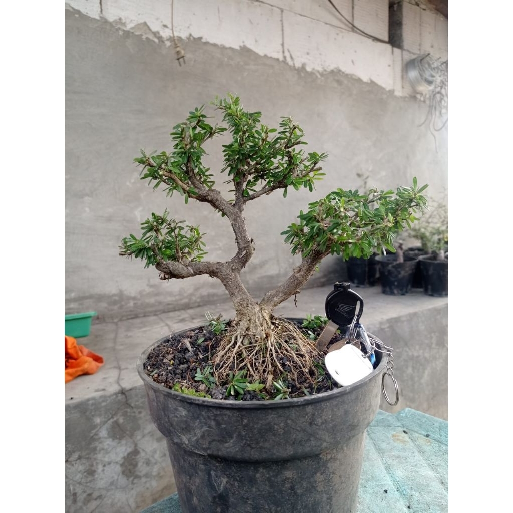 BONSAI small Saeng Simbur Super micro Vietnam || bonsai jadi