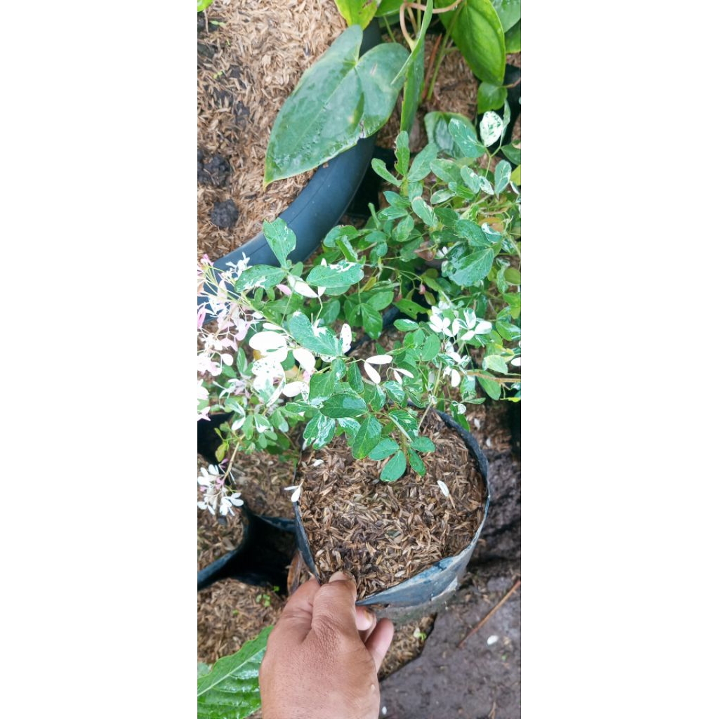 Tanaman Asem Londo varigata atau Pithecellobium dulce 'Variegata'.