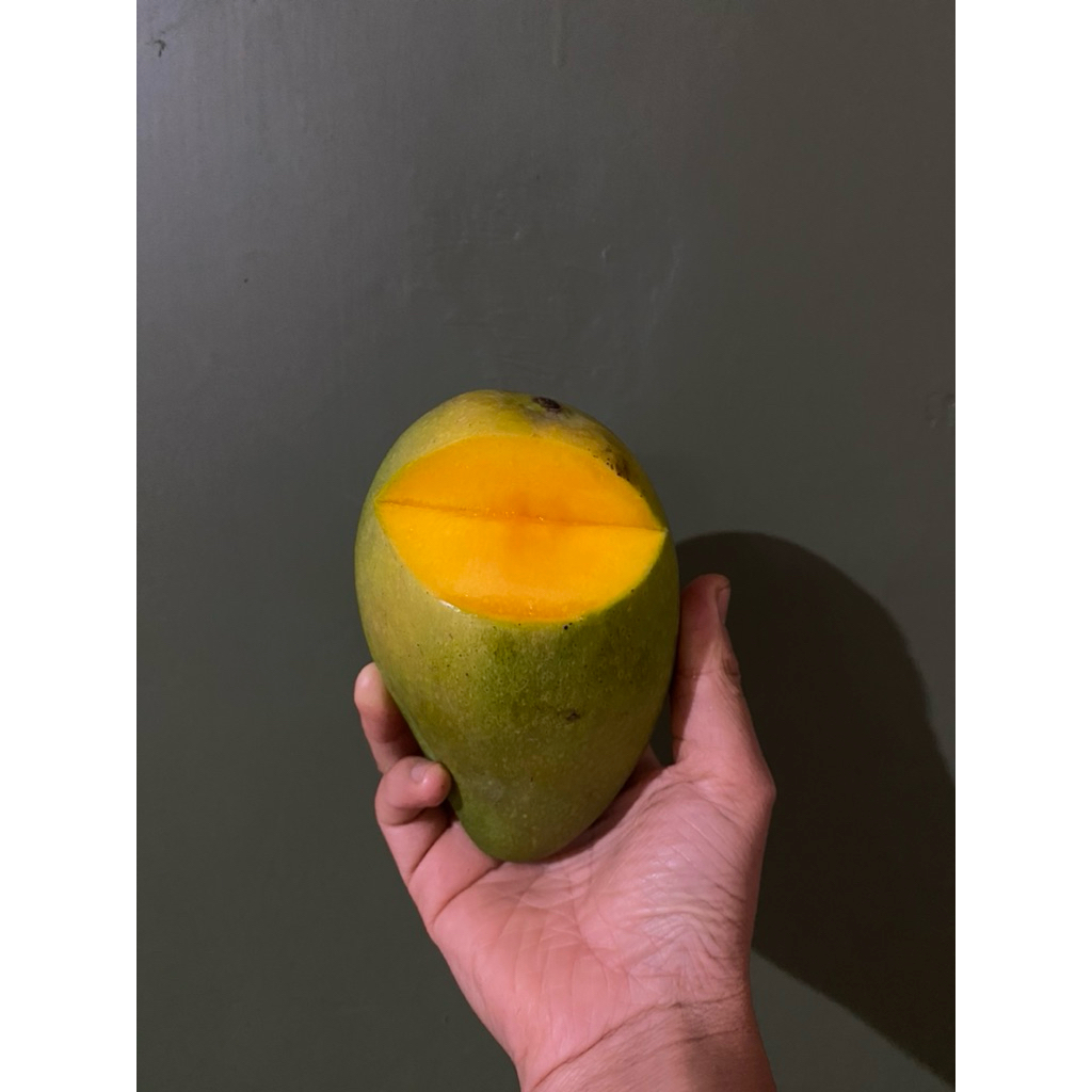 MANGGA ALPUKAT KLONAL 21 5kg