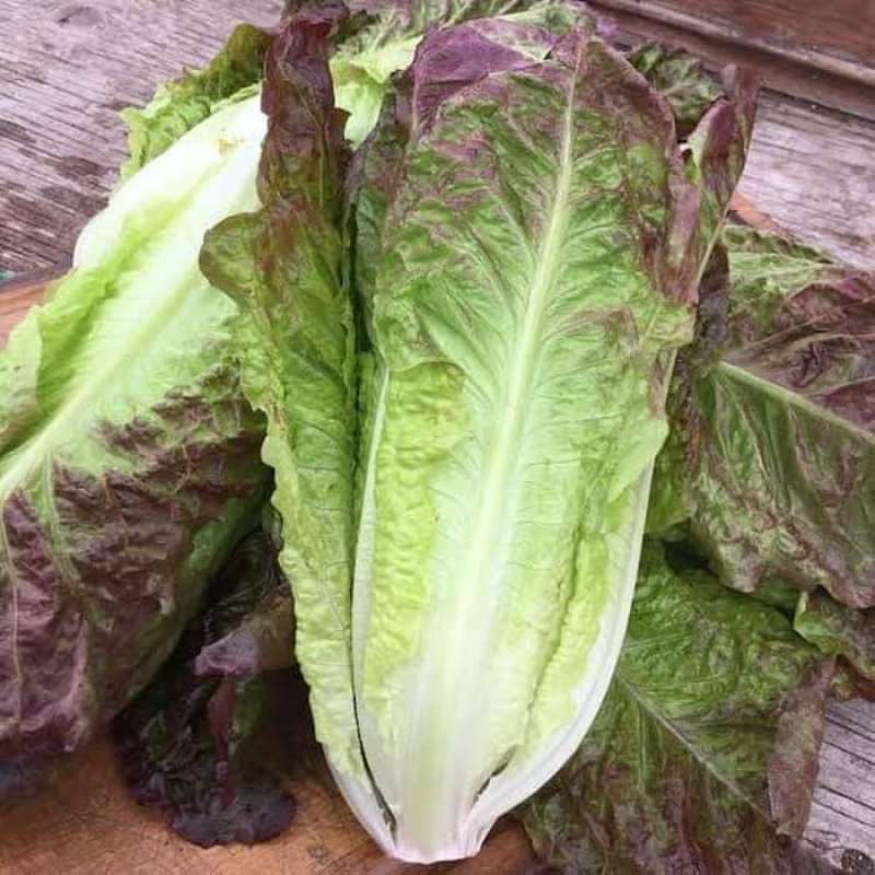 PREMIUM - Bibit Selada Red Romaine
