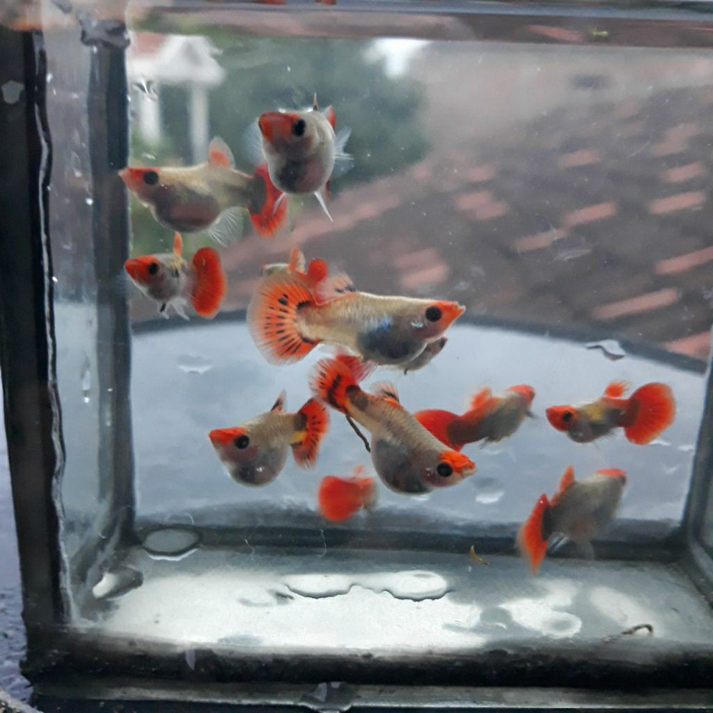 boneka guppy koi short body glass belly