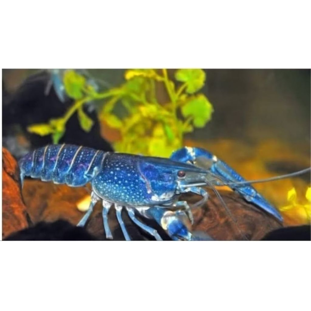 lobster air tawar biru