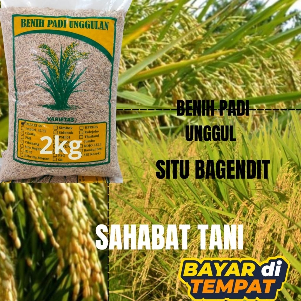 benih padi unggul situ bagendit kemasan 2kg