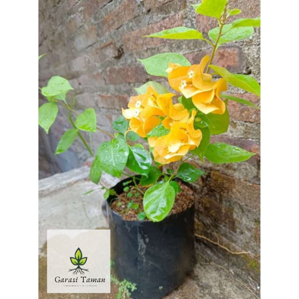Bougenville bunga kuning lemon