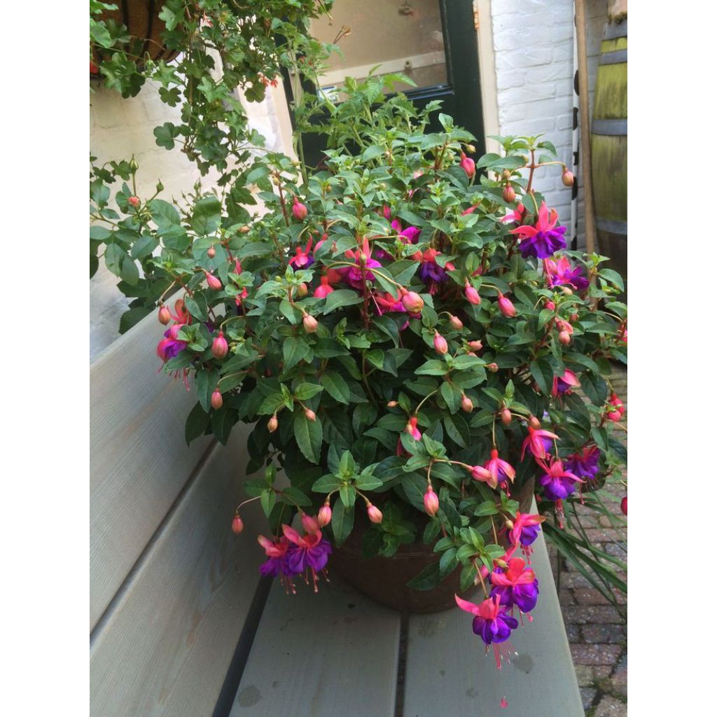 Tanaman bunga fuchsia atau anting ratu (Fuchsia magellanica)