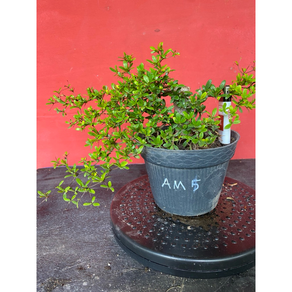 Bahan Bonsai Black Olive Am5