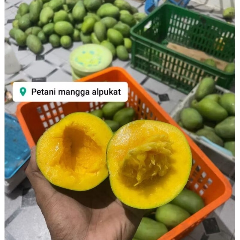 1 dus 5 kg Mangga Alpukat SUPER JUMBO Asli clonal 21 Rembang Bangil Pasuruan