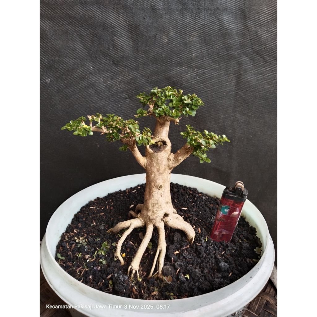 Bahan Bonsai Sancang siap lanjut