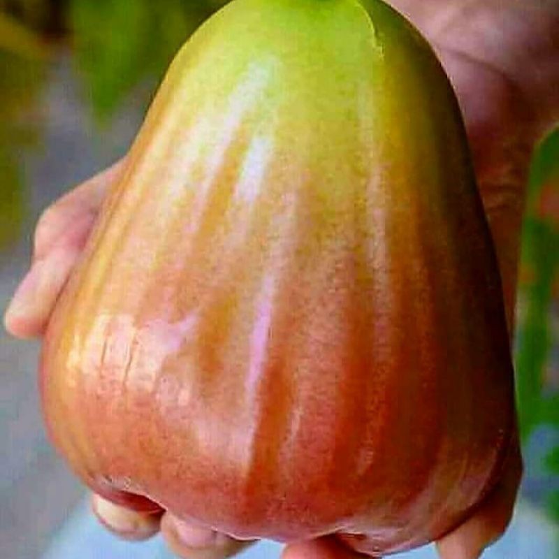 Bibit Jambu Air King Rose Super Unggul Bisa / Bibit Jambu Air