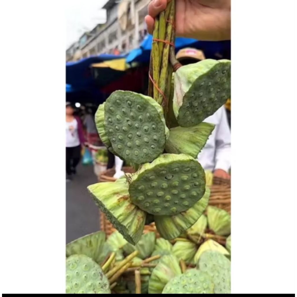 Biji bunga teratai lotus mudah segar 1kg