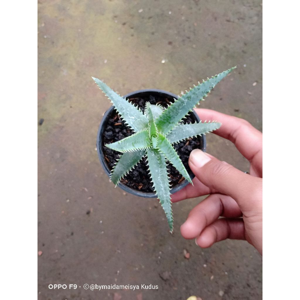 tanaman aloe tct blue shark