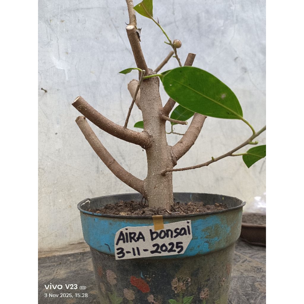 bahan bonsai Ficus retusa