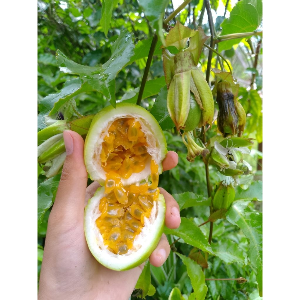 BUAH KONYAL MURAH  asam manis segar