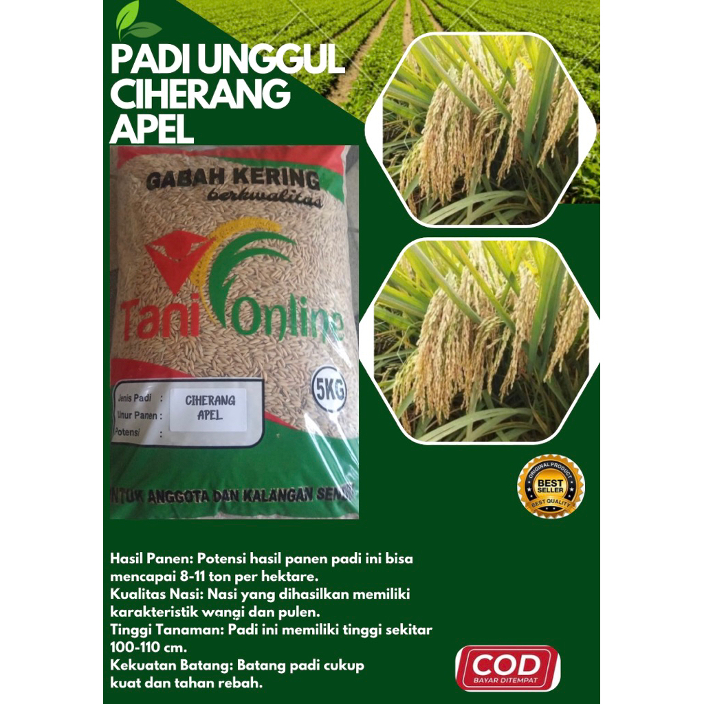 PADI UNGGUL CIHERANG APEL