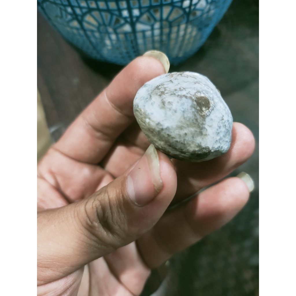 Muncang Adu Jenis Jalim Anak Gurame