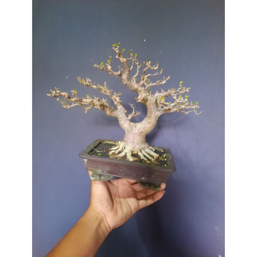 bonsai anput